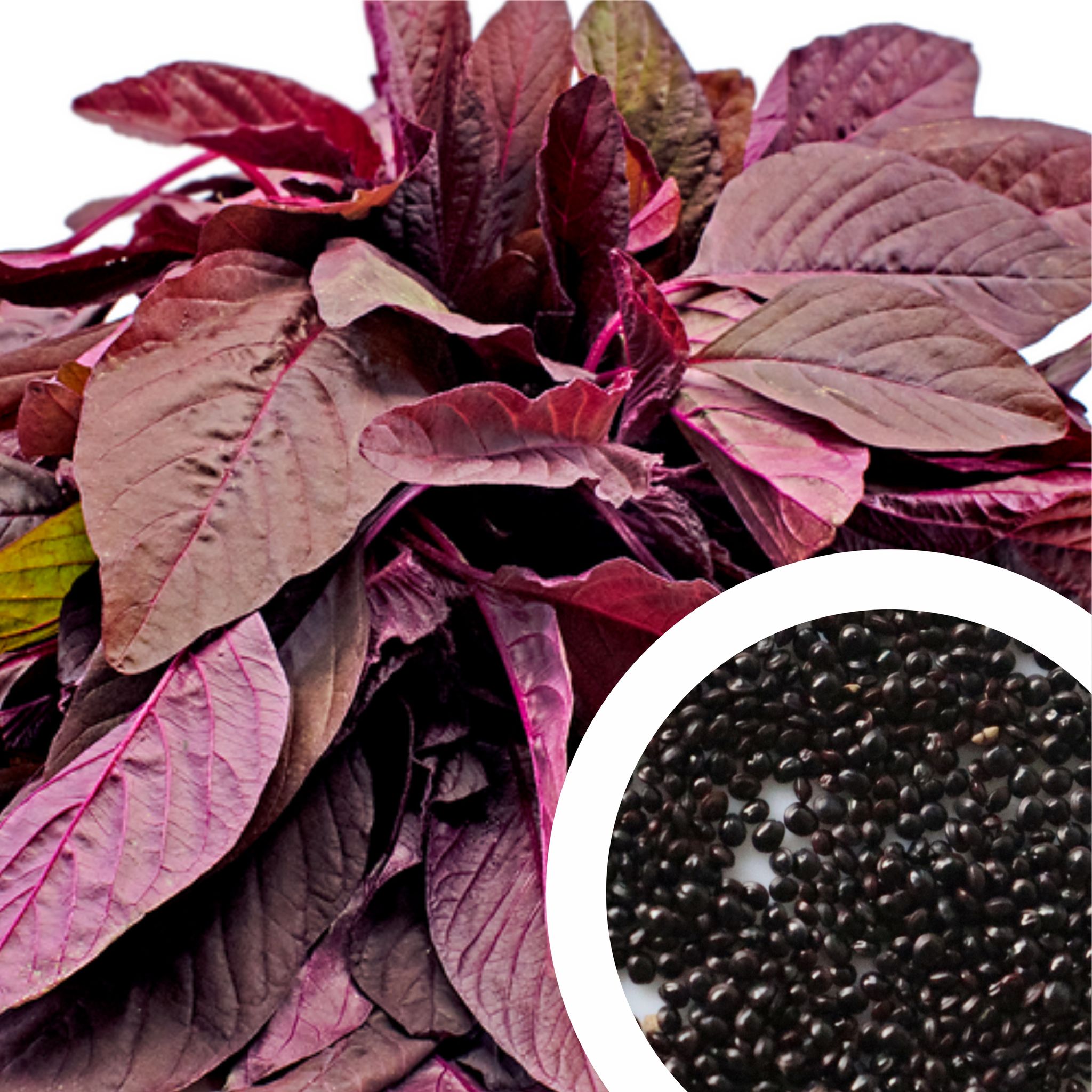 Imported Amaranthus Red Seeds (Lal Chaulai, Lal Shak, Sigappu Thandu Keerai) (50 Seeds)