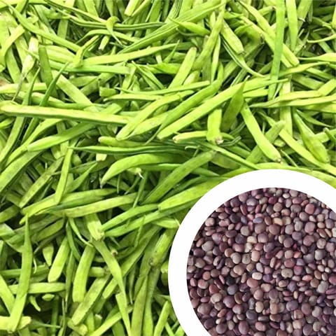 Cluster Beans Seeds (Gawar, Kothavarangai, Gokarakaya) (20 Seeds)