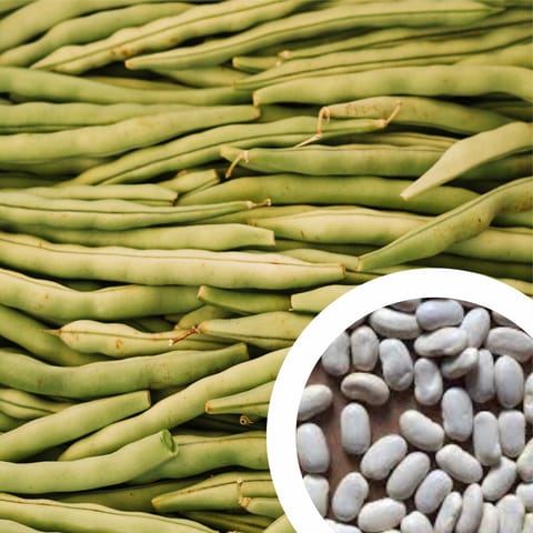 French bean seeds