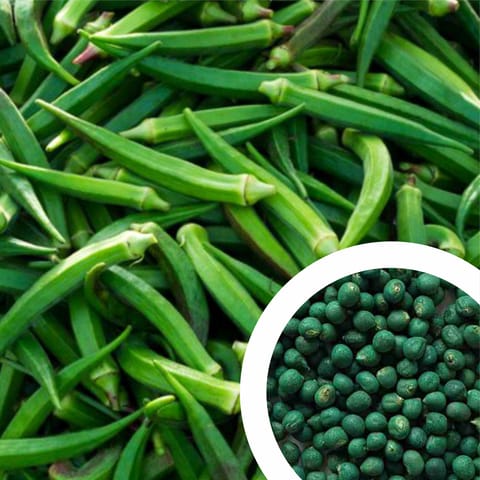 Hybrid F1 Lady Finger Seeds (Bhindi, Dherosh, Vendakkai) (15 Seeds)