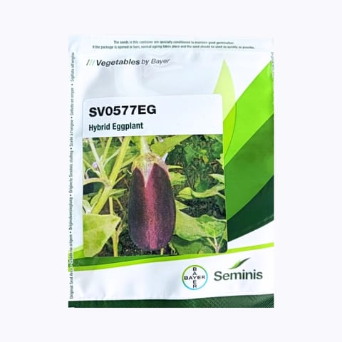 Seminis SV0577EG बैंगन के बीज