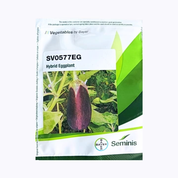 Seminis SV0577EG వంకాయ విత్తనాలు