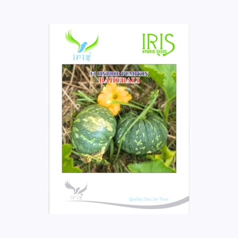 Iris Bahubali Pumpkin Seeds