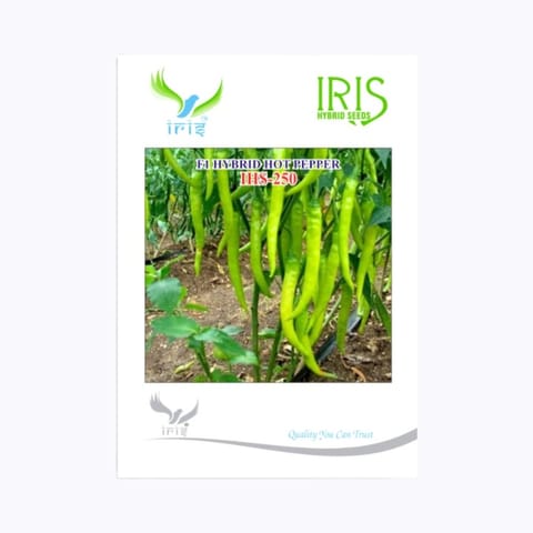 Iris IHS-250 మిరపకాయ విత్తనాలు