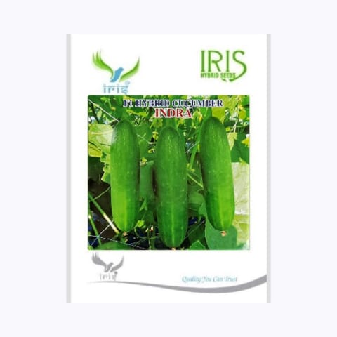 Iris Indra Cucumber Seeds