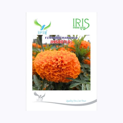 Iris IHS-007 Orange Marigold Seeds