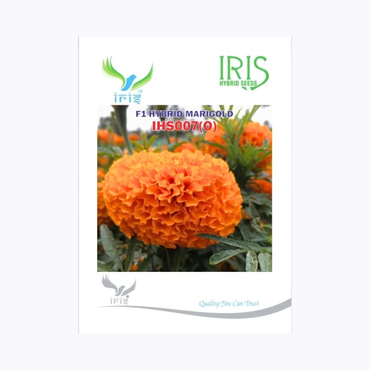 Iris IHS-007 Orange Marigold Seeds