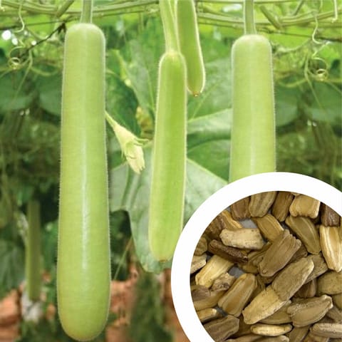 Hybrid F1 Bottle Gourd Seeds