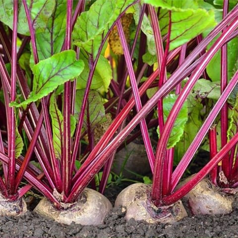 Imported Beetroot (Chukandar) बीज