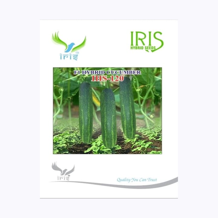 Iris IHS-120 Cucumber Seeds