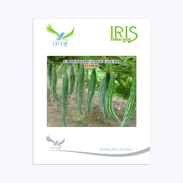 Iris Rico Snake Gourd Seeds