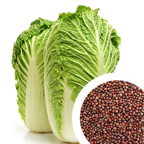 Hybrid F1 Chinese Cabbage Seeds (20 Seeds)