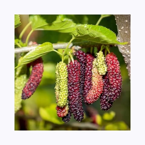 Sot Mulberry Plant