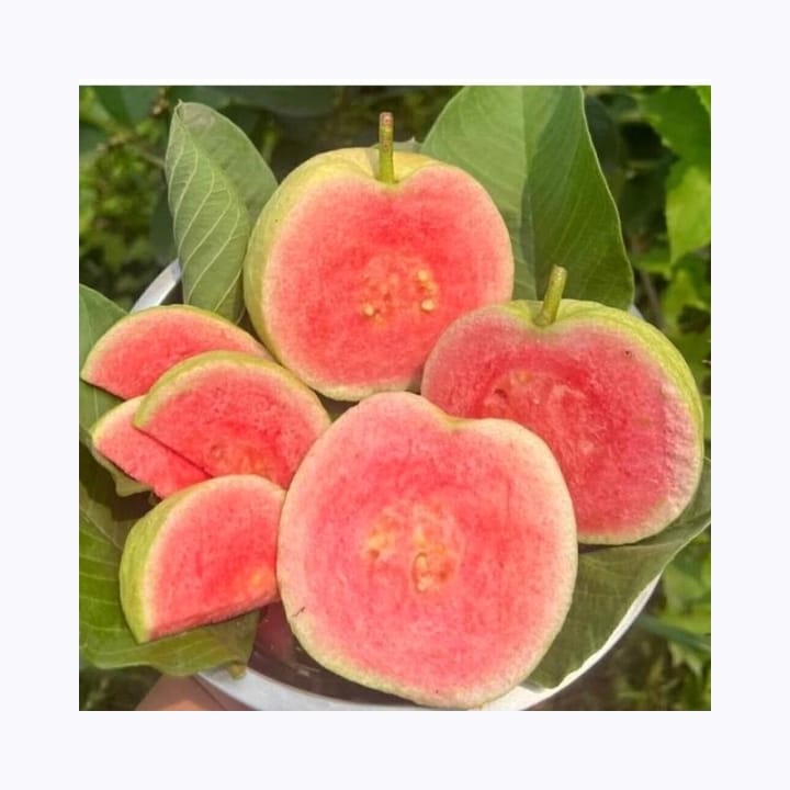 Red Daimon Guava Plant