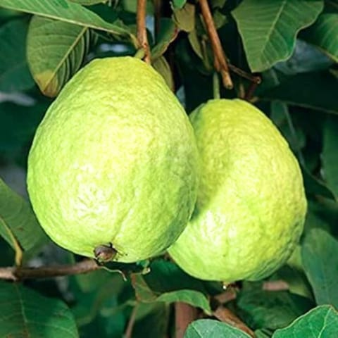 Thai 7 Guava Plant