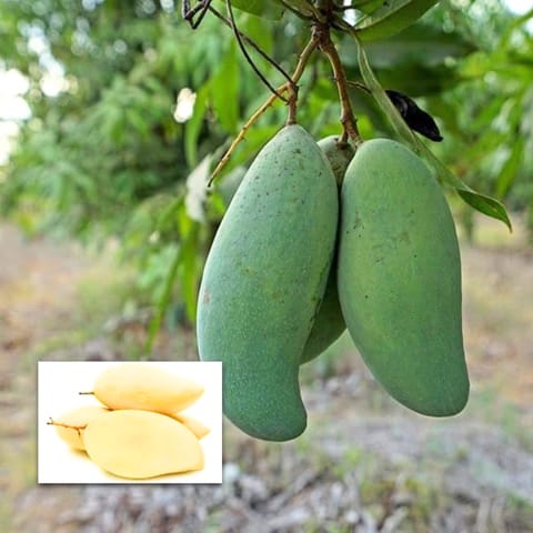 3 Test Mango Plants