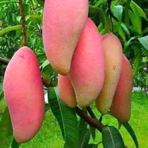 Q Jai Mango Plant