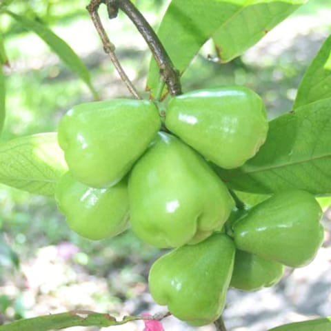 Green Water Apple Plant