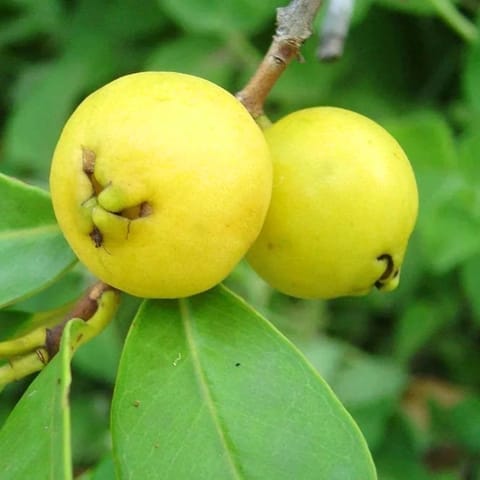 Yellow Strawberry Guava Plant