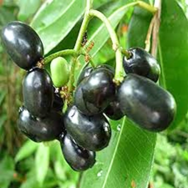 Thai Belck Jamun Plants