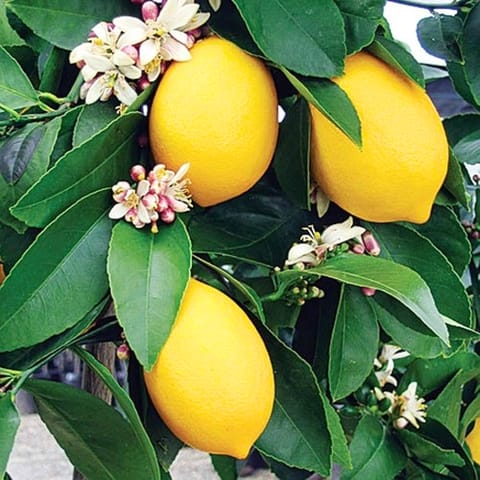 Sital Pati Lemon Plants