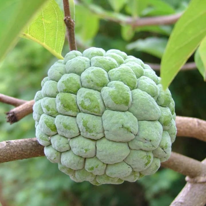 ग्रीन कस्टर्ड एप्पल पौधा