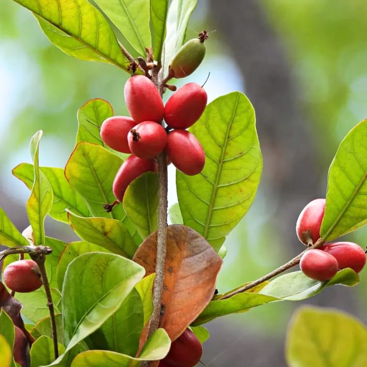 Miracle Fruit Plant