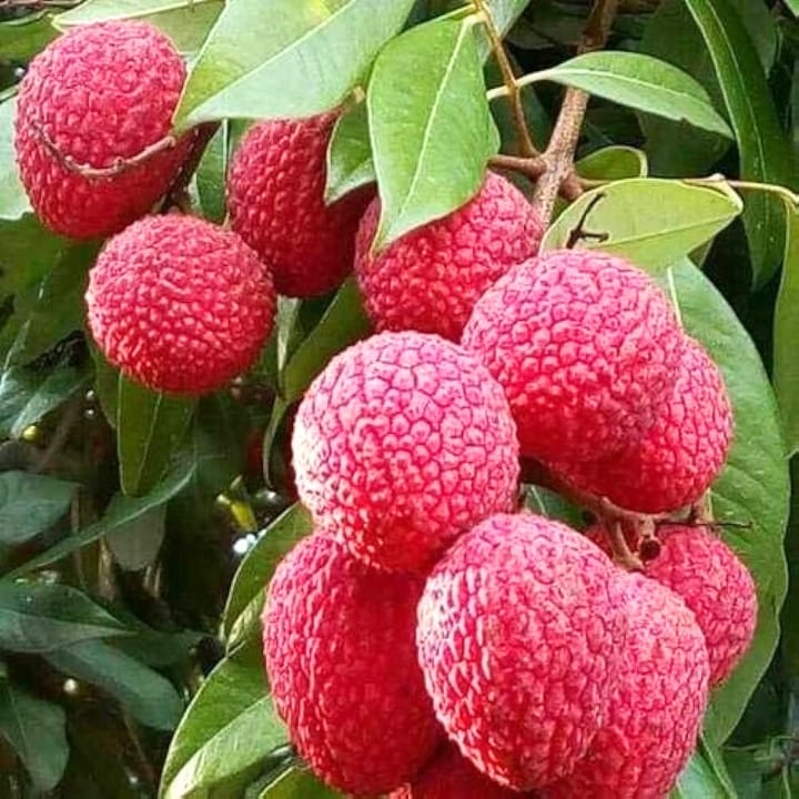 China 3 Litchi Plant