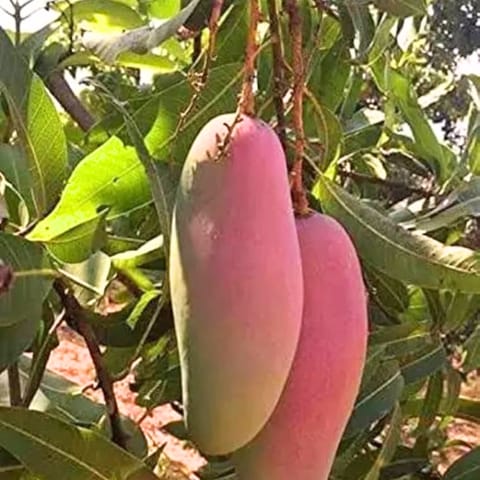 Chiang Mai Mango Fruit Plant