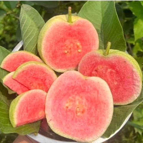 Red Daimon Guava Plant