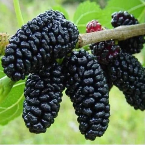 Sot Mulberry Plant