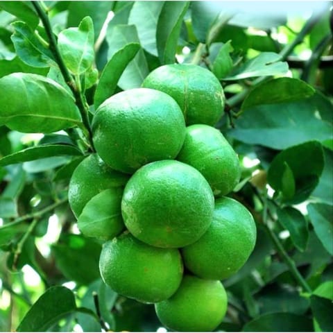 All Time Kagzi Lemon Fruit Plant