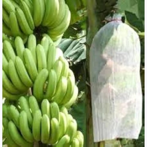 Siddhi Crop Protection Cover Banana Bunch Tubing Cover 17 GSM (Pack of 1) (200 m)