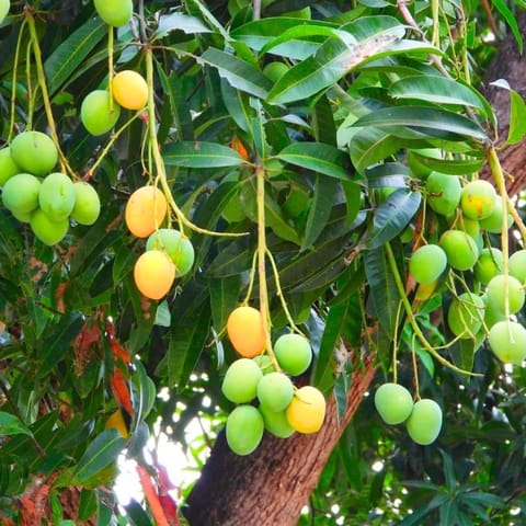 गोल्डन हिल्स फार्म मनोरंजितम आम केरल विशेष ग्राफ्टेड लाइव प्लांट