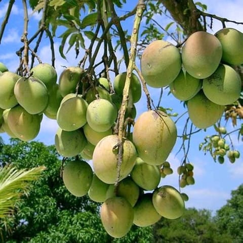 गोल्डन हिल्स फार्म सिंधु आम ग्राफ्टेड लाइव प्लांट