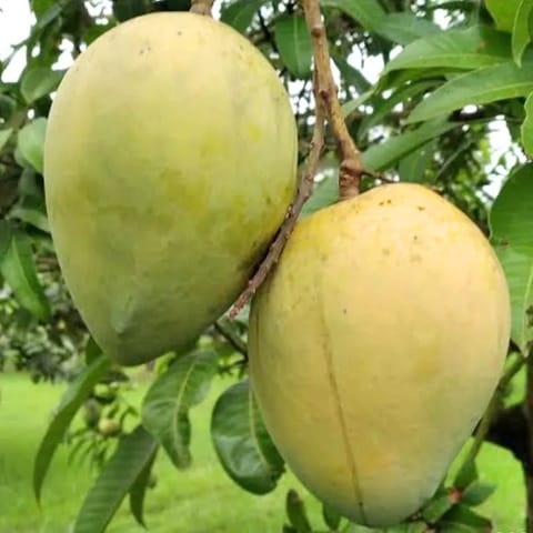 Hari Bhanga Mango Plant