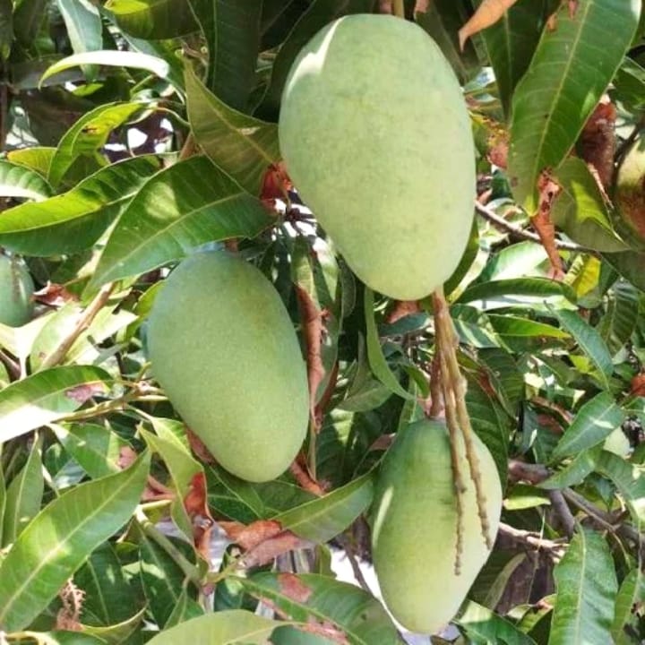 Honey Dew Mango Plant