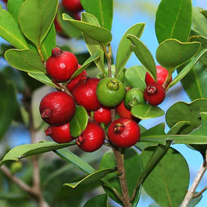 Red Strawberry Guava Plant