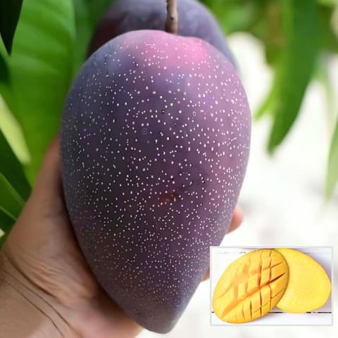 BN 7 Mango Plant