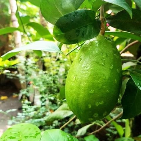 Gondhoraj Lemon Plant