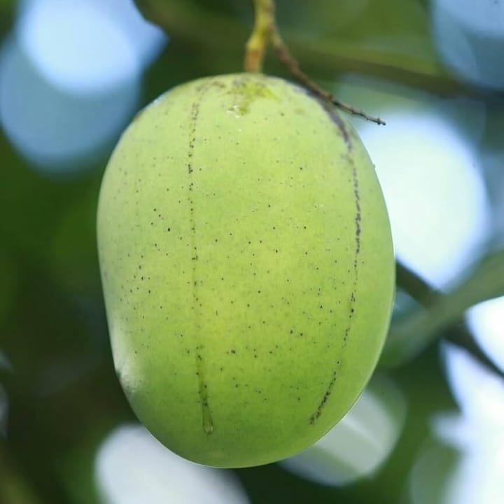 లంగ్రా మామిడి మొక్క