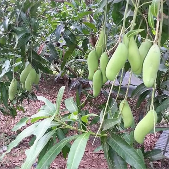 Banana Mango Plant