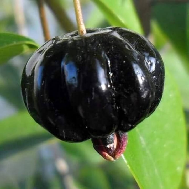 Black Surinam Cherry Plant