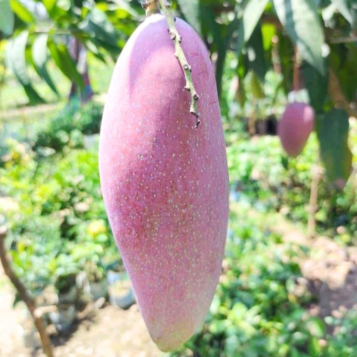 Red Ivory Mango Plant