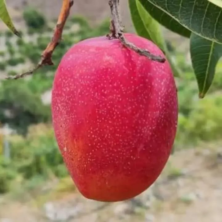 Taiwan Red Mango Plant