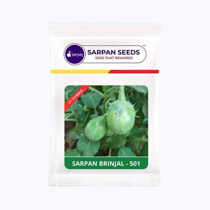 Sarpan 501 Brinjal Seeds