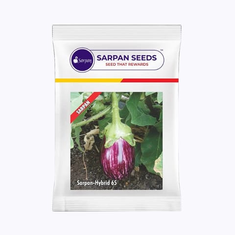 Sarpan 65 Brinjal Seeds