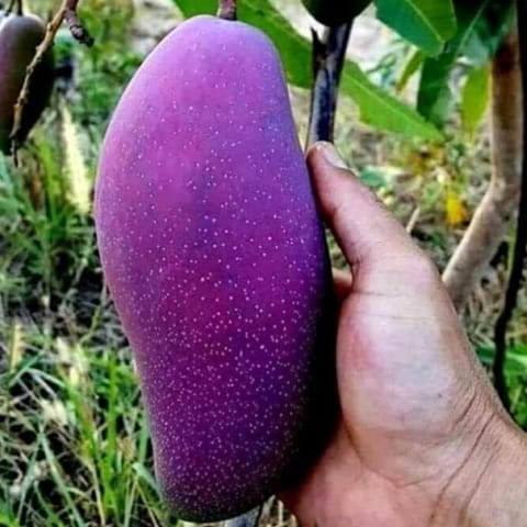 Blue Parpel Mango Fruit Plant