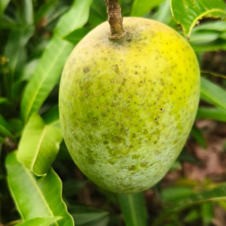 Grafted Alphonso Mango Plant