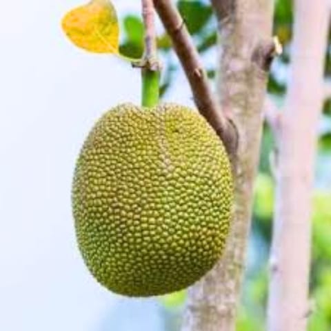 Vietnam Super Early Jackfruit Plant